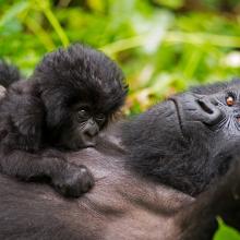 GORILLAS RELAXING