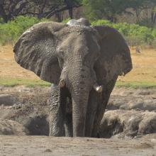 Photo of elephant in watering hole in Zimbabwe