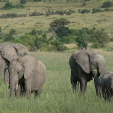 Photo of African savanna elephant herd in Africa