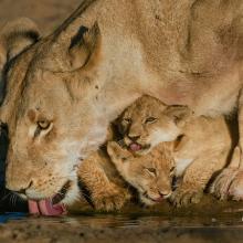 Close-up photo of lionness drinking water with two cubs