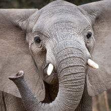 An African elephant