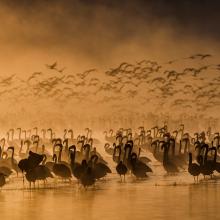 Photo of birds in water at sunset by Federico Veronesi