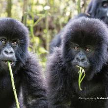 Mountain Gorillas, Volcanoes National Park, Rwanda