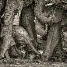 Mkapa Awards KevinDooley Winner Wildlife Portraits Elephants