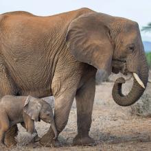 Photo of adult elephant with baby elephant