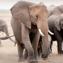 Photo of herd of elephants walking