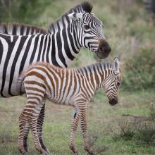 Zebras with calf