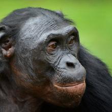 Close-up photo of bonobo