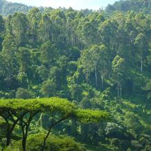 Photo of forested Imatong Mountains in South Sudan