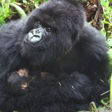 Photo of mountain gorilla and infant