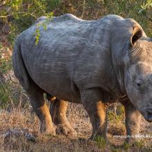 Photo of white rhino