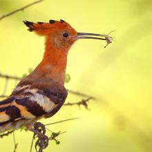 Crowned Eurasian hoopoe in Tanzania