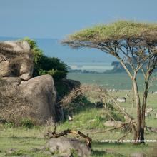 Photo of African wildlife grazing in African savanna landscape