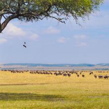 Savanna grassland with wildebeest grazing