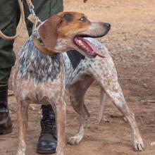 Canines for Conservation dog and handler