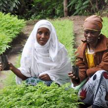 Farmers in Tanzania at nursery