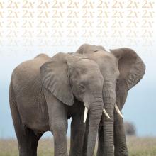 2x (elephants)