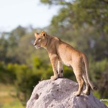 A lion standing on a rock