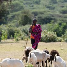 Farmer with livestock.