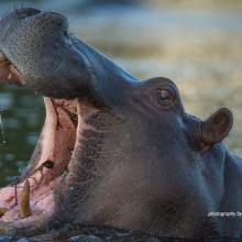 World Hippo Day 2023