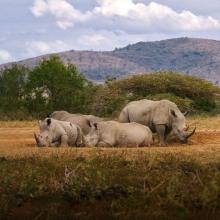 Rhinos in a field.