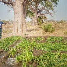 AWF-ICRAF Tchamba Rural Resources Center Nursery