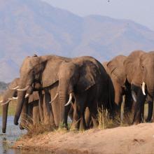 Elephants in Mana Pools National Park 