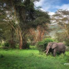 Elephant in the forest.