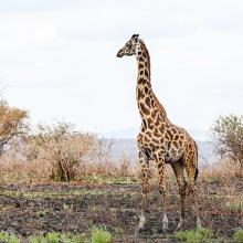Giraffe in Tsavo landscape
