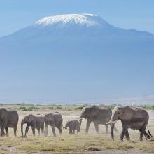 Elephants with Mt Kilimanjaro in the background