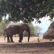 Elephant in Mana Pools