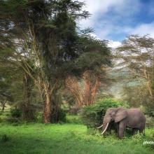 Elephant in the forest.