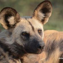 Close-up of a painted dog