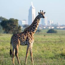 Giraffe with Nairobi in the distance