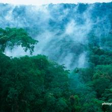 Rainforest photo.