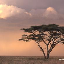 Tree against the sunset