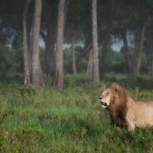 Lion in the forest.