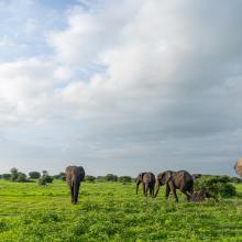 Wide landscape shot of elephants in a green field.