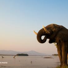 An elephant at the edge of a river.