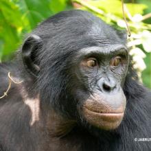Close-up photo of a bonobo among greenery.