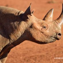 A rhino.