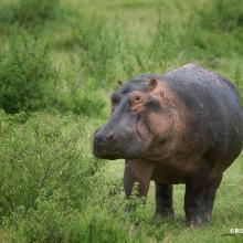 Hippopotamus 