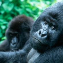 Mountain gorilla looks at the camera.