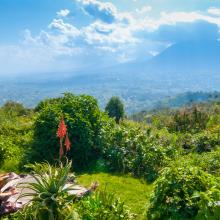 A green landscape with a mountain in the background