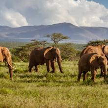 African elephants