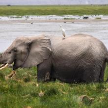 An elephant basks in water with a bird on its back.