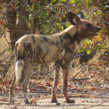 Photo of an African wild dog in Zimbabwe's Hwange National Park.