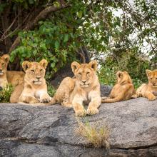Lion cubs lying on rocks in Serengeti in Tanzania