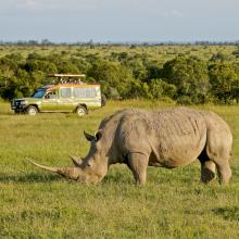Tourists in safari vehicle view white rhinoceros grazing at Ol Pejeta Conservancy, Kenya