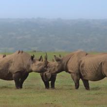 A crash of black rhinos gathering with their horns touching in the wild plains of Solio game reserve, Kenya